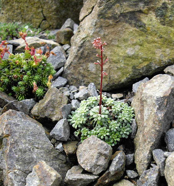 Saxifraga cochlearis 'Minor'